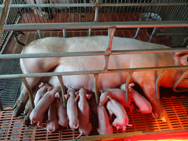 国康种猪养殖场